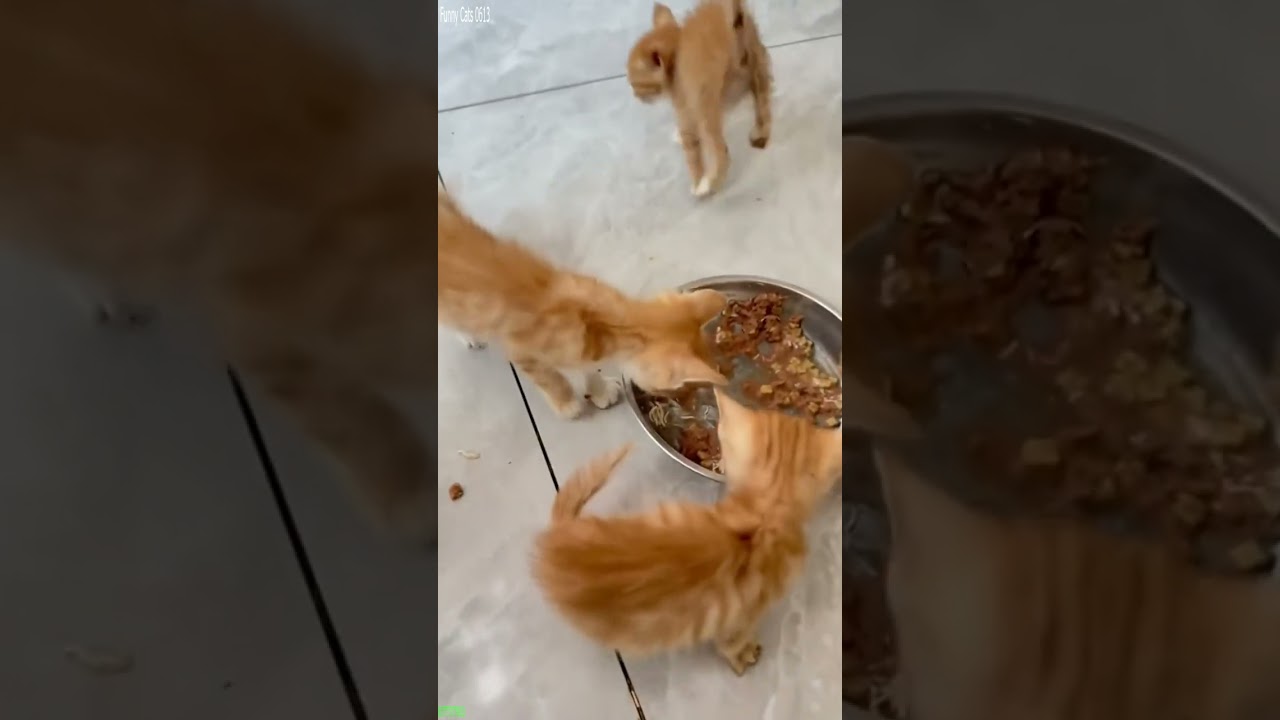 Funny Pets 🥰 Cat Fails 😻 # Part 4852
