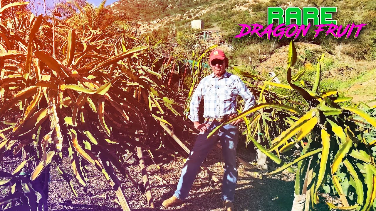 Экскурсия на ферму «Дракон» с экспертом-производителем Дэнни / Sugar Dragon, K, Pride of Fallbroo...