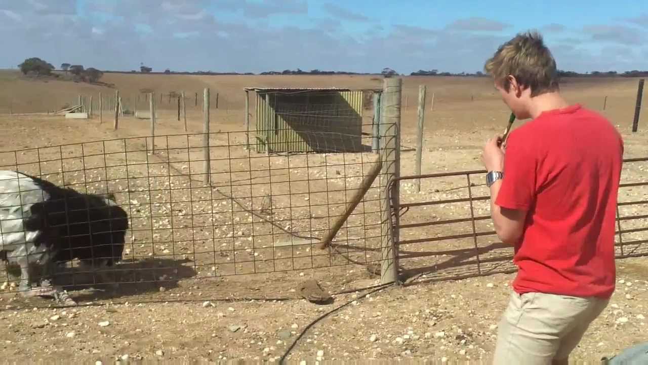 Ostrich taming (Original)