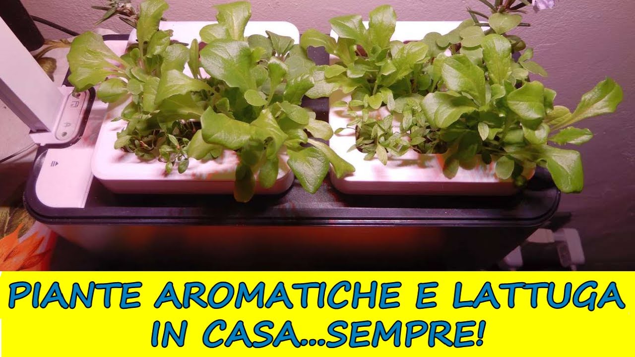Clizia Smart Garden! Prime piantine di: lattuga, rucola, basilico e prezzemolo in soli 15 GIORNI!