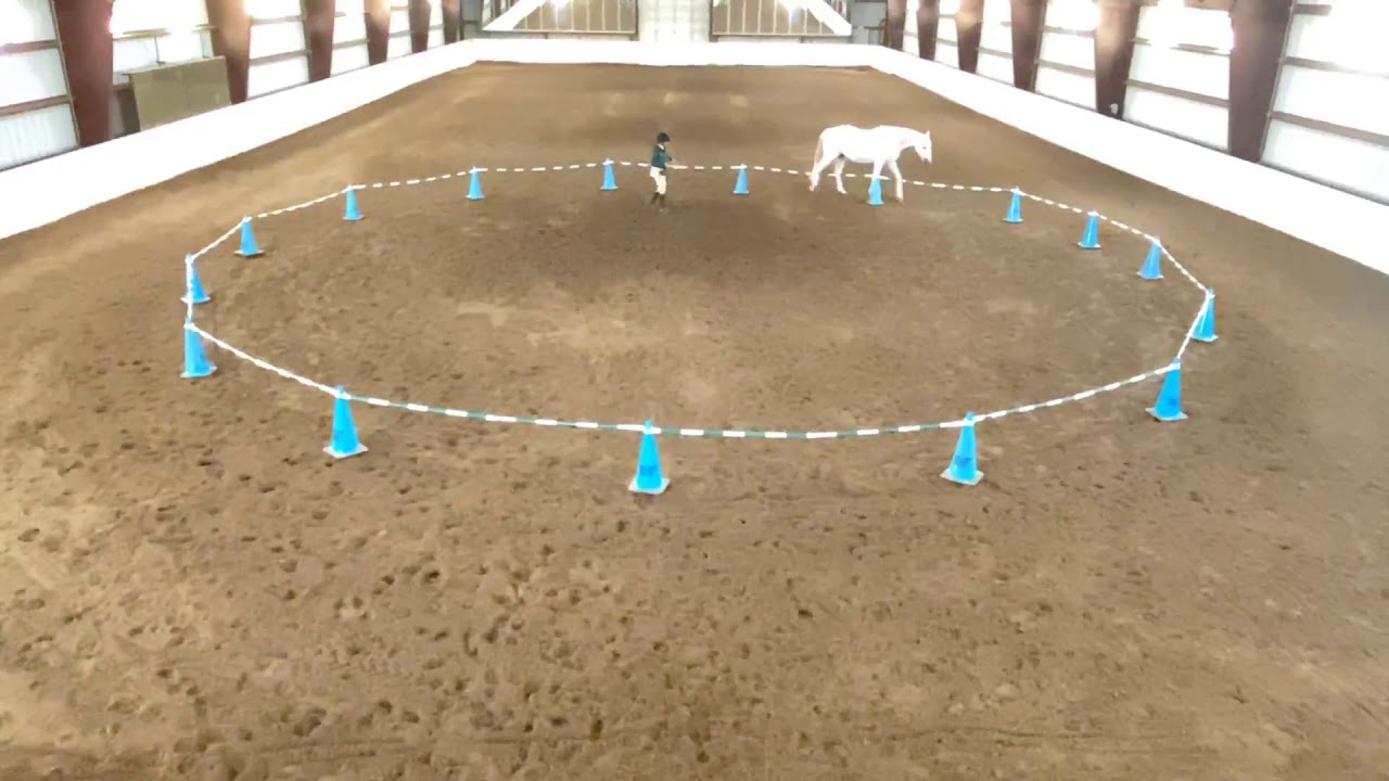 Clicker Training with Horses - Priority to Positive® Nico in the Reverse Round Pen