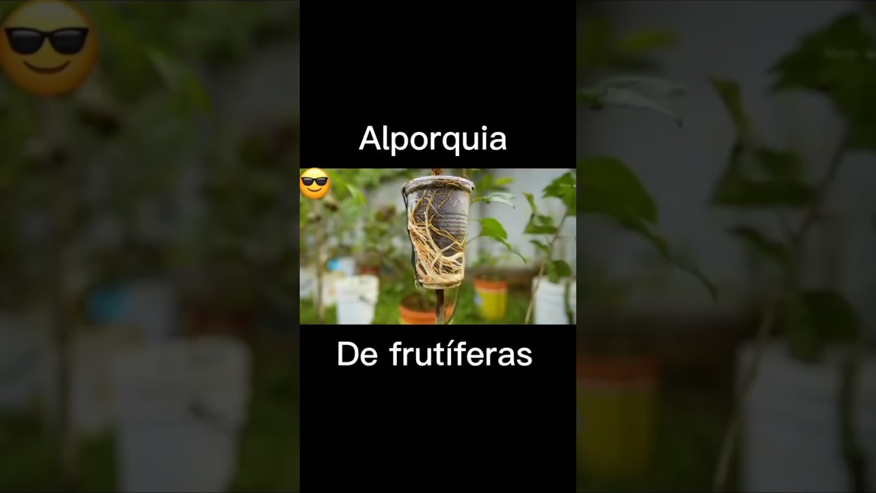 Sabe fazer ALPORQUIA? #garden #plantas #jardim #frutifera #alporquia