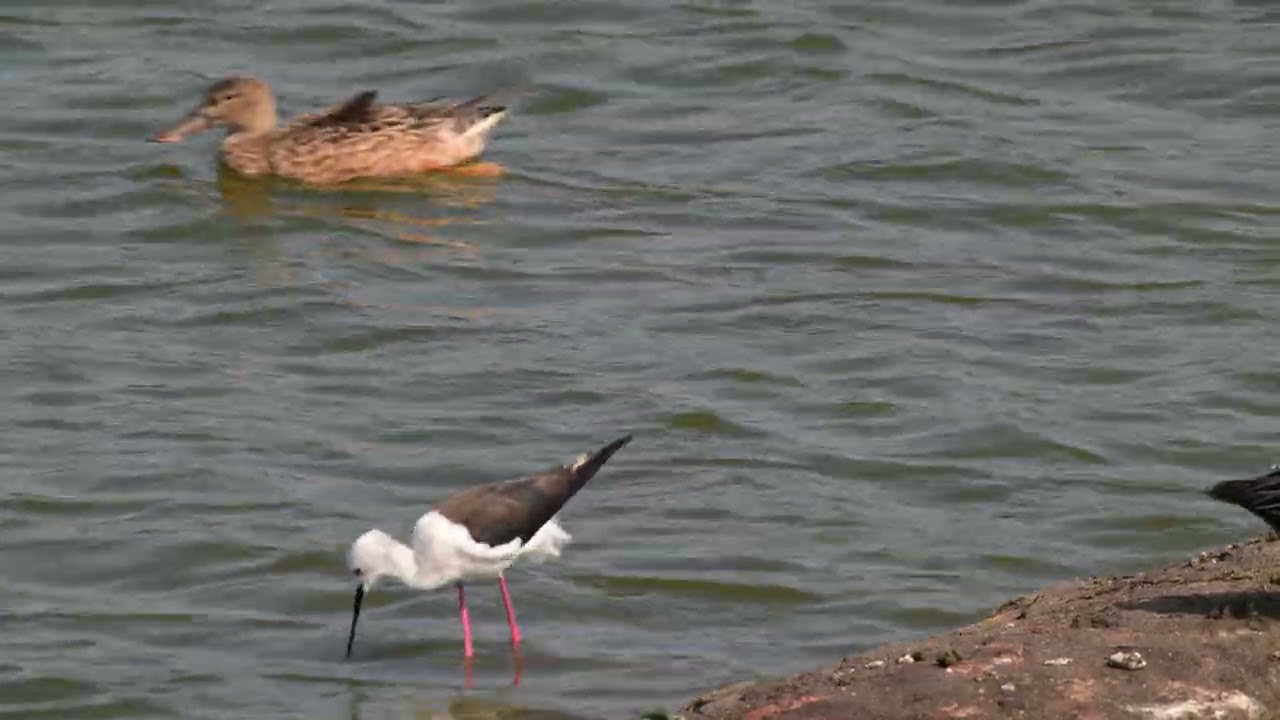 高蹺鴴 (Black-winged Stilt) | Himantopus himantopus：特徵是極其修長的粉紅色雙腿，宛如踩著高蹺在淺水中行走。