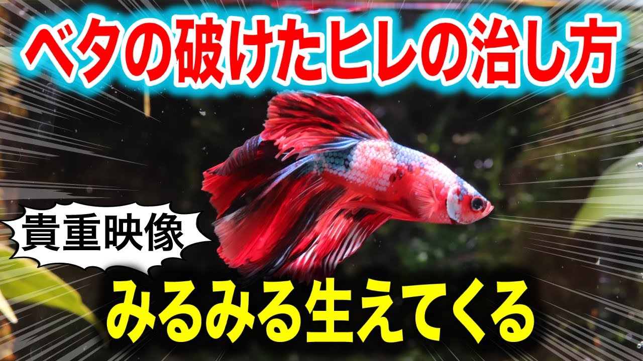 【ベタ飼育】破けたヒレを切って治す驚愕の方法！〜アクアリウムin地球114