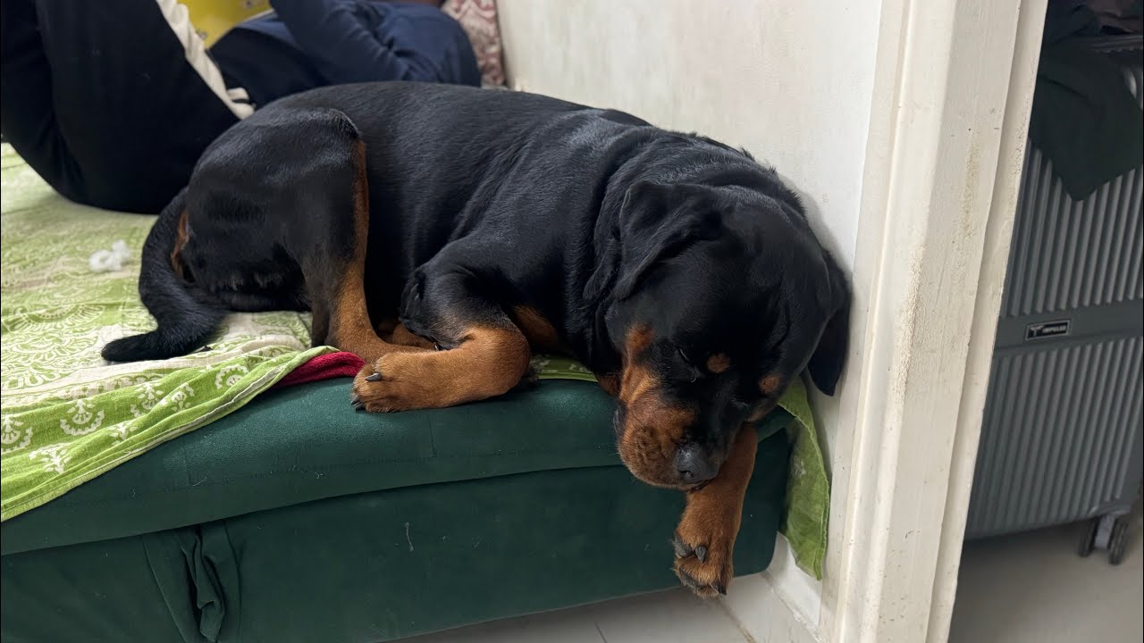 Random Day With Shiro.  #vlog #rottweiler 