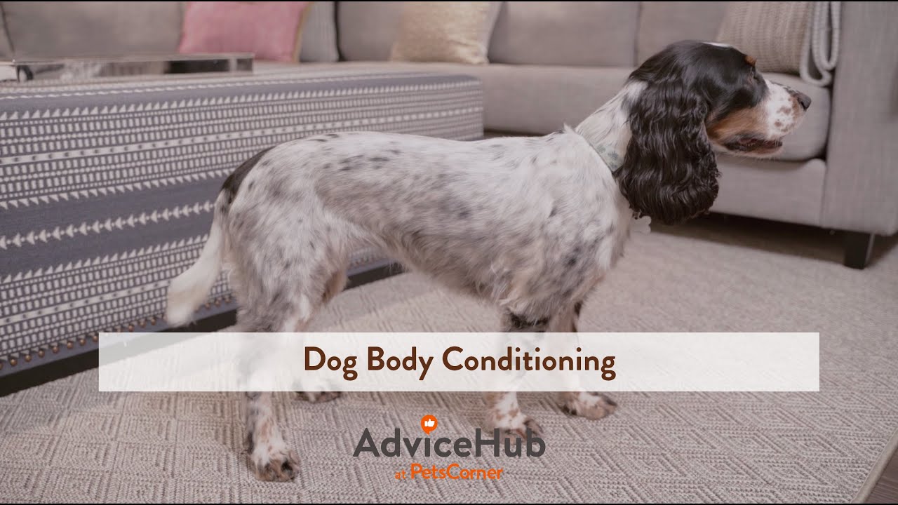 How to Body Score Your Dog