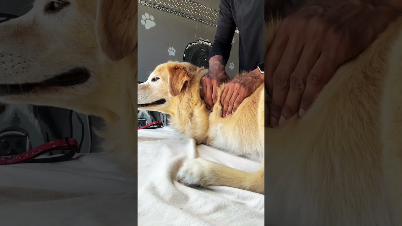 Palms 'N Paws: Massage Therapy for a Tripawd Dog
