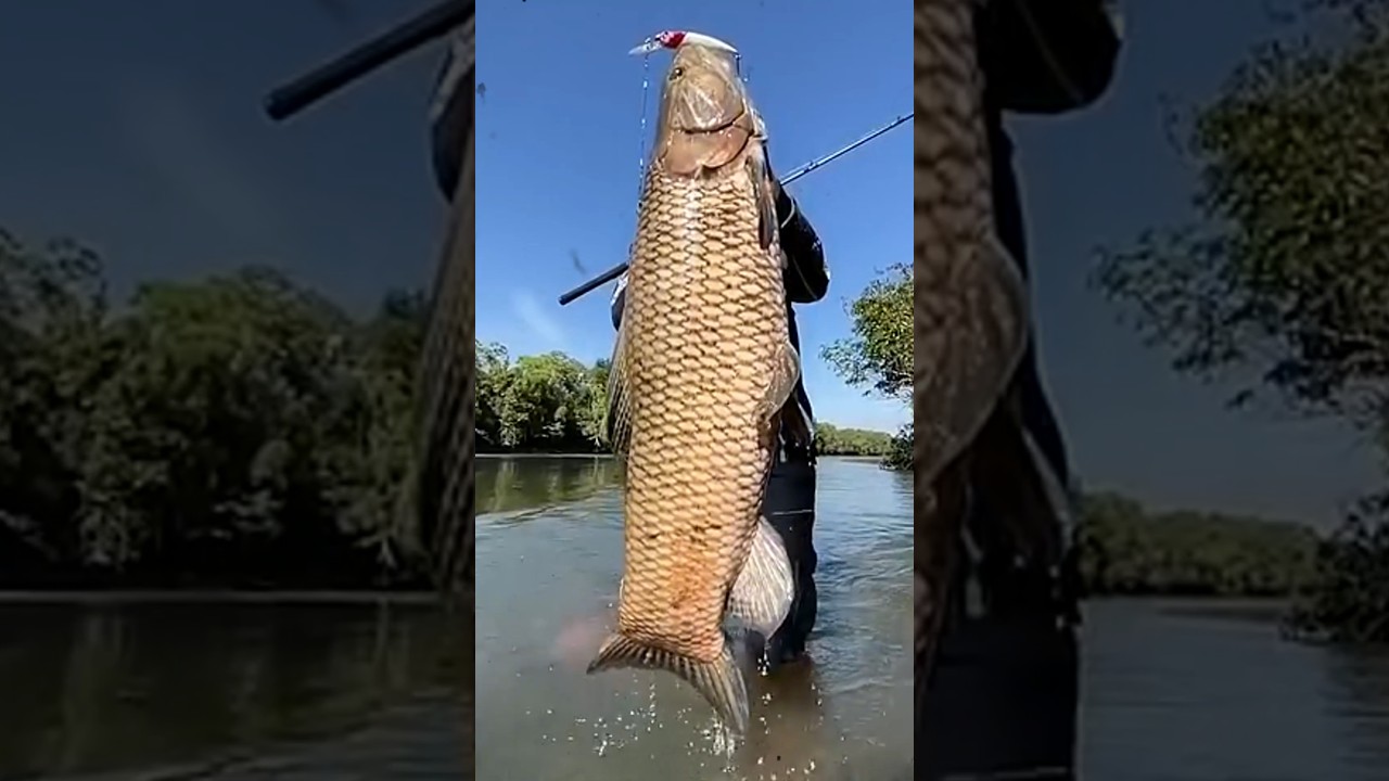 #top 5 MAIORES TRA&Iacute;R&Otilde;ES DO BRASIL #shorts #pesca #agro