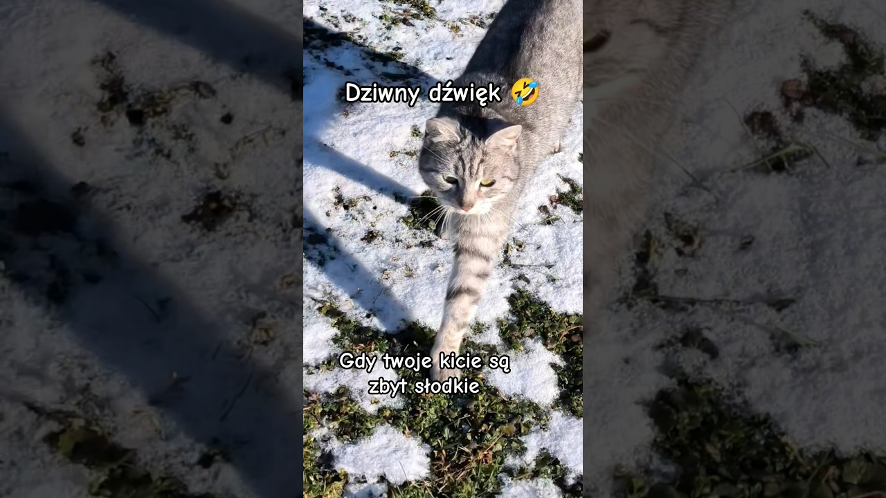 Gdy twoje kicie są zbyt słodkie #cat #cute #funny