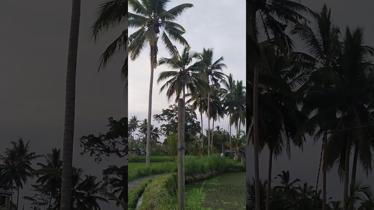 Desa kenderan Bali