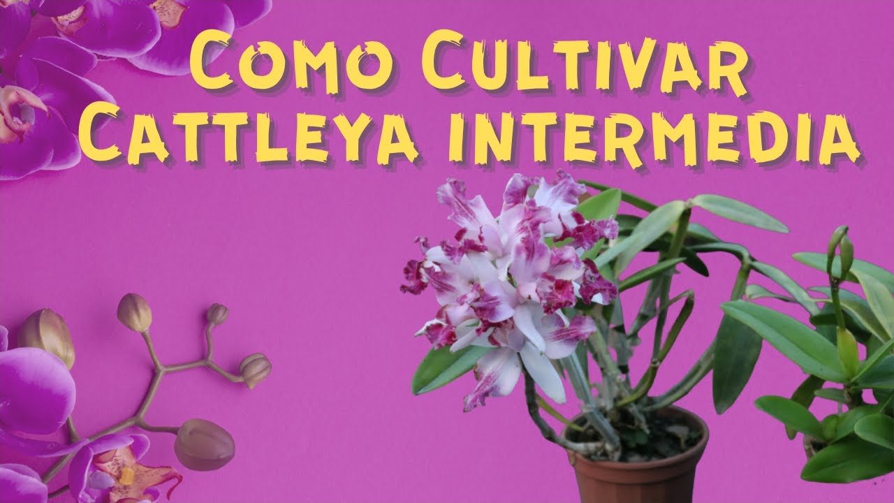 Cattleya intermedia | Aprenda a cultivar
