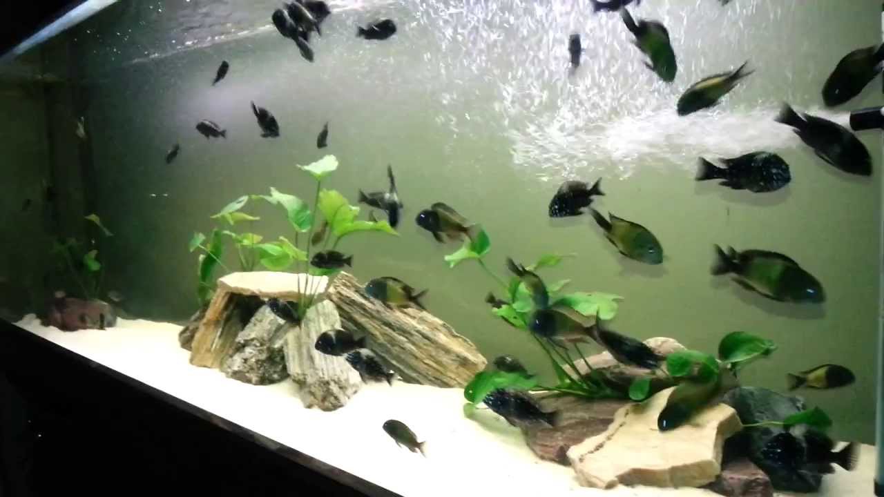 Tropheus Duboisi & Ikola
