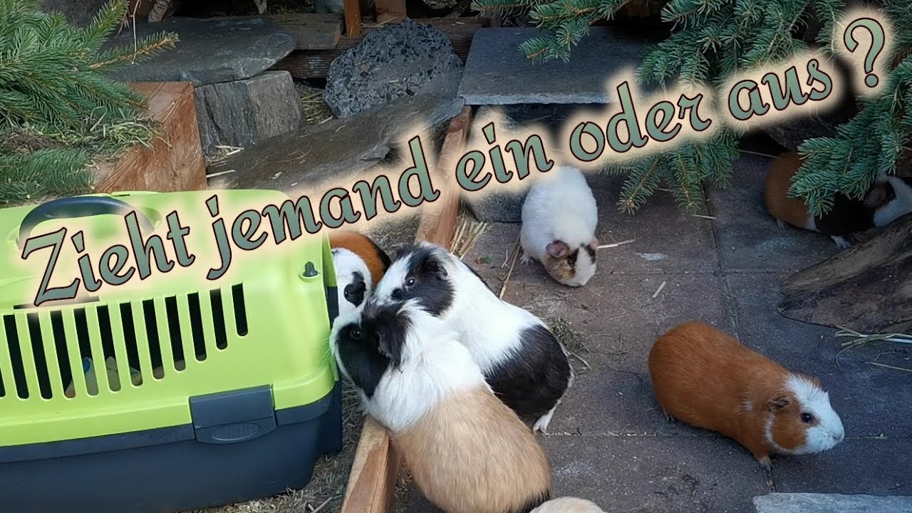 Noch ein Meerschweinchen? - Traurige Folgen für die Meerschweingruppe. Endet es in einer Tragödie?