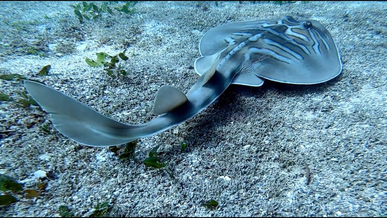 Rays at Cabbage Tree Bay, Manly