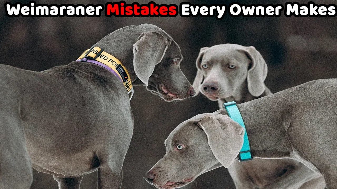 Weimaraner Owner Regrets: 7 Biggest Mistakes I Made With My First Dog