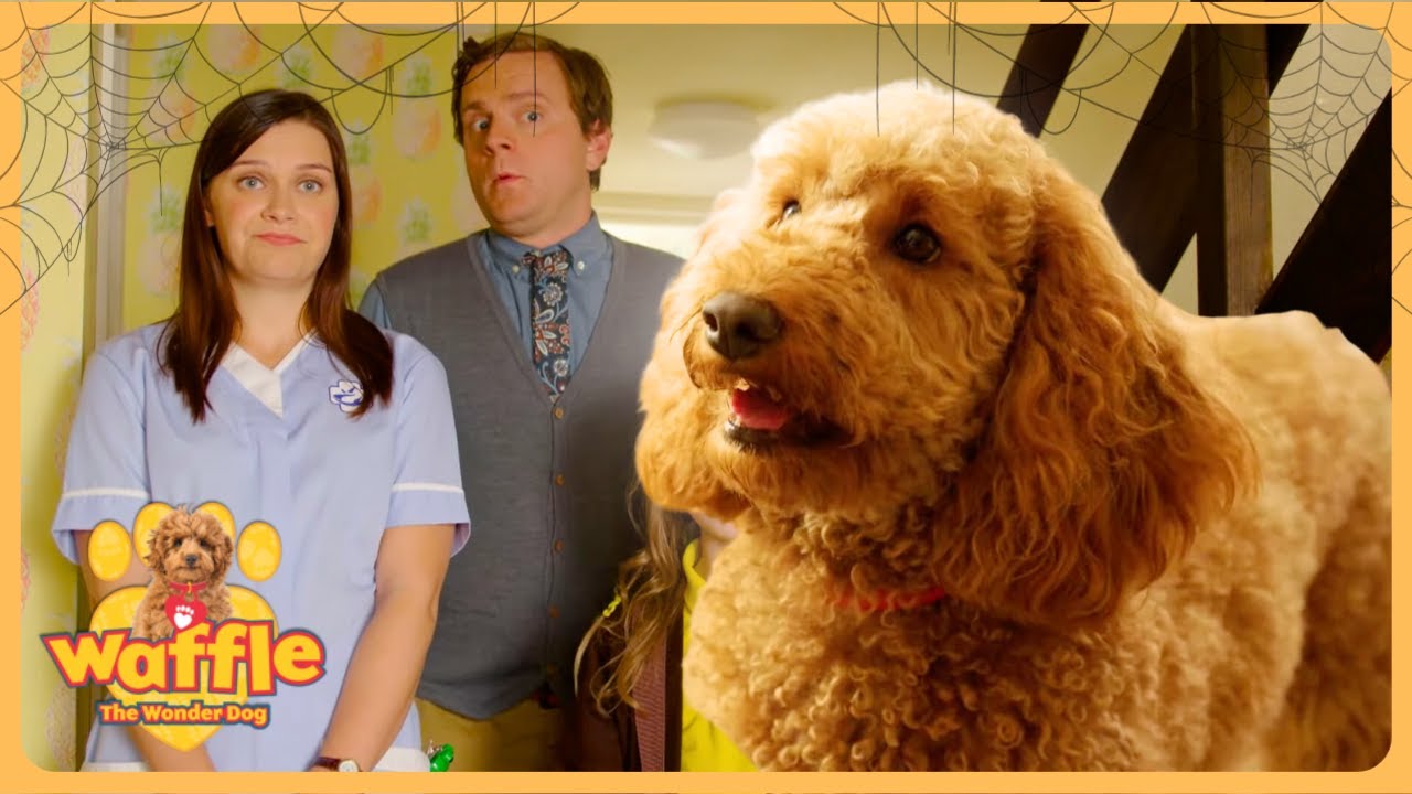 Super Doggy Walkies! 🐶 | Waffle the Wonder Dog Compilation! | WildBrain Zigzag