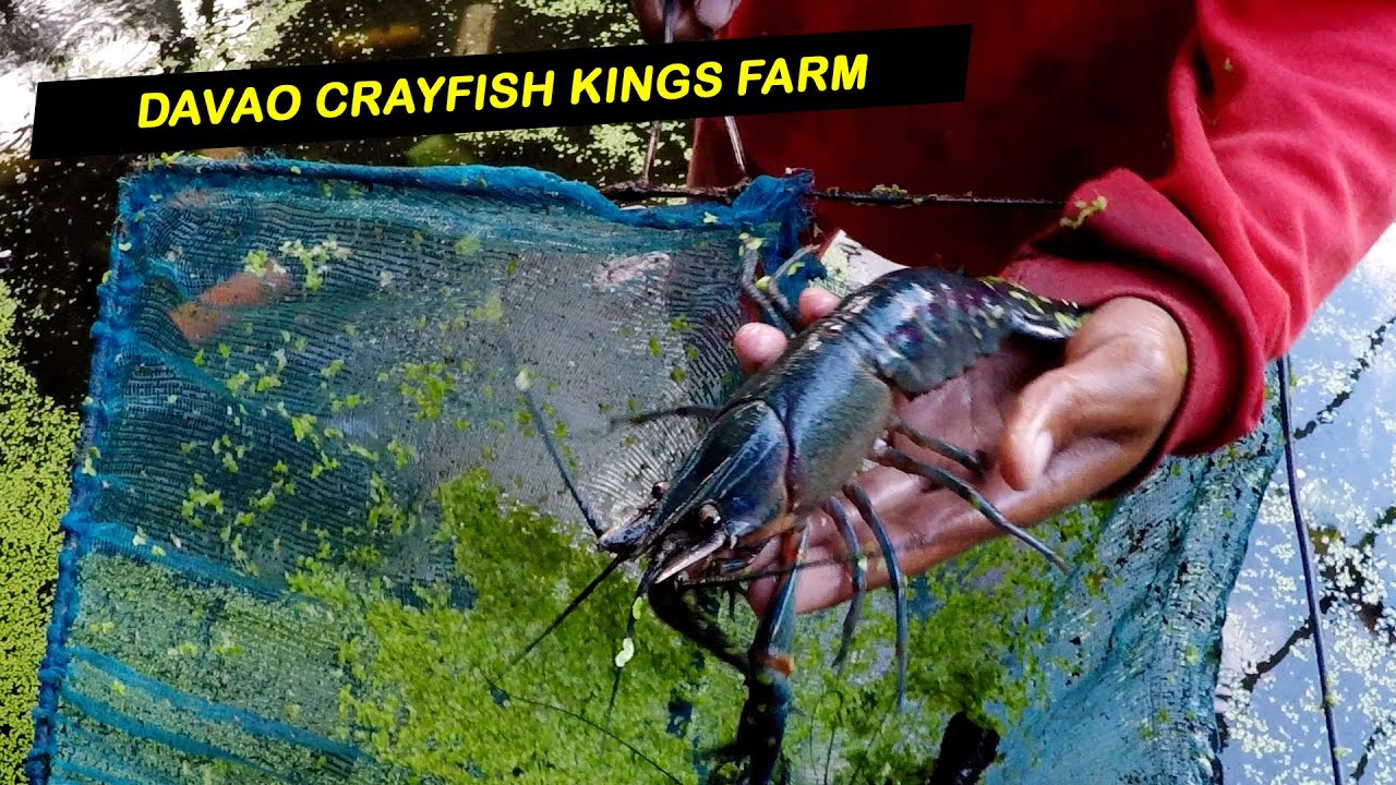 Crayfish Farm Tour - Davao Crayfish Kings