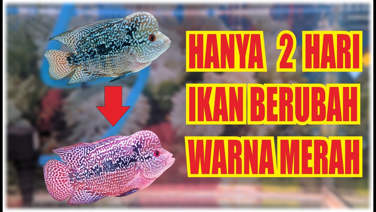 CARA MEMBUAT IKAN LOUHAN MENJADI MERAH || Make flowerhorn color bright