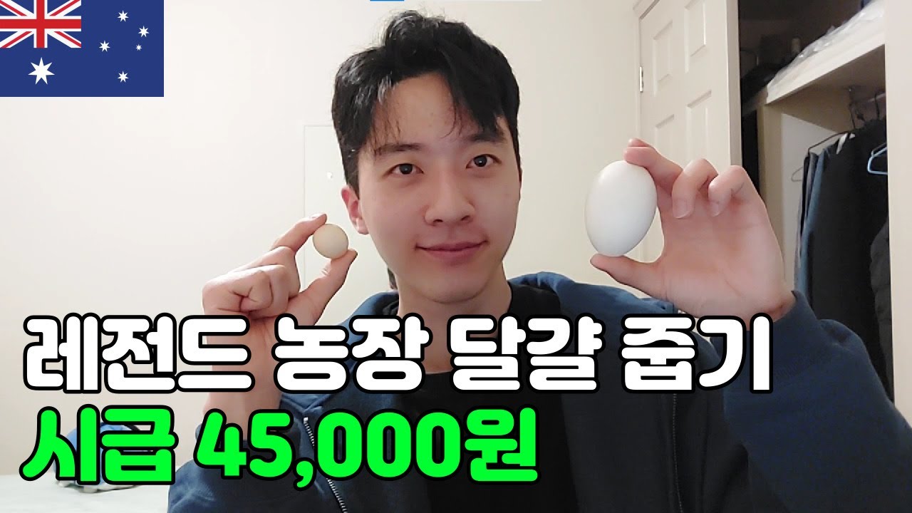호주 워킹홀리데이 달걀 농장 추천 + 일 구하는 팁