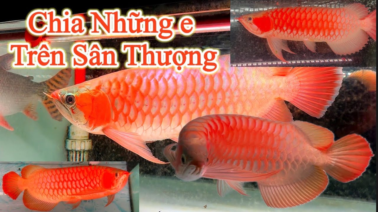 NHỮNG E TRÊN SÂN THƯỢNG -303(có.chia)