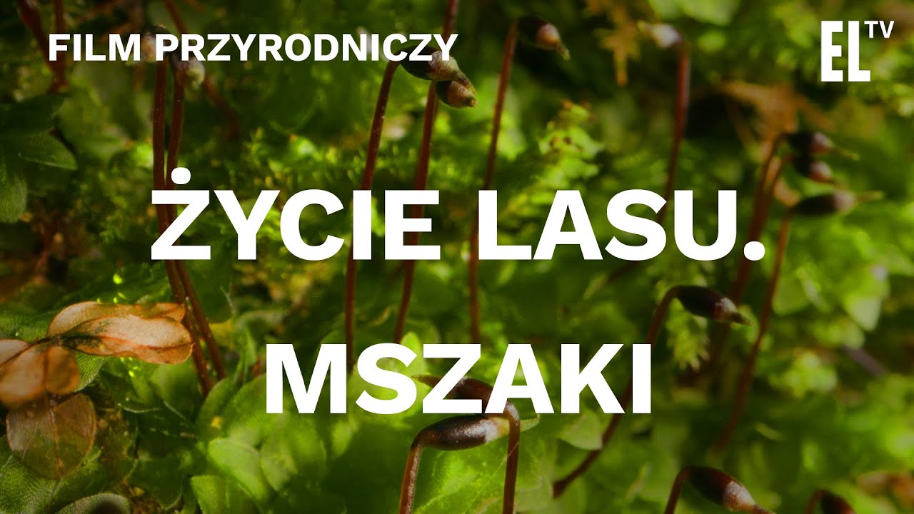 Życie lasu. Mszaki [FILM PRZYRODNICZY]