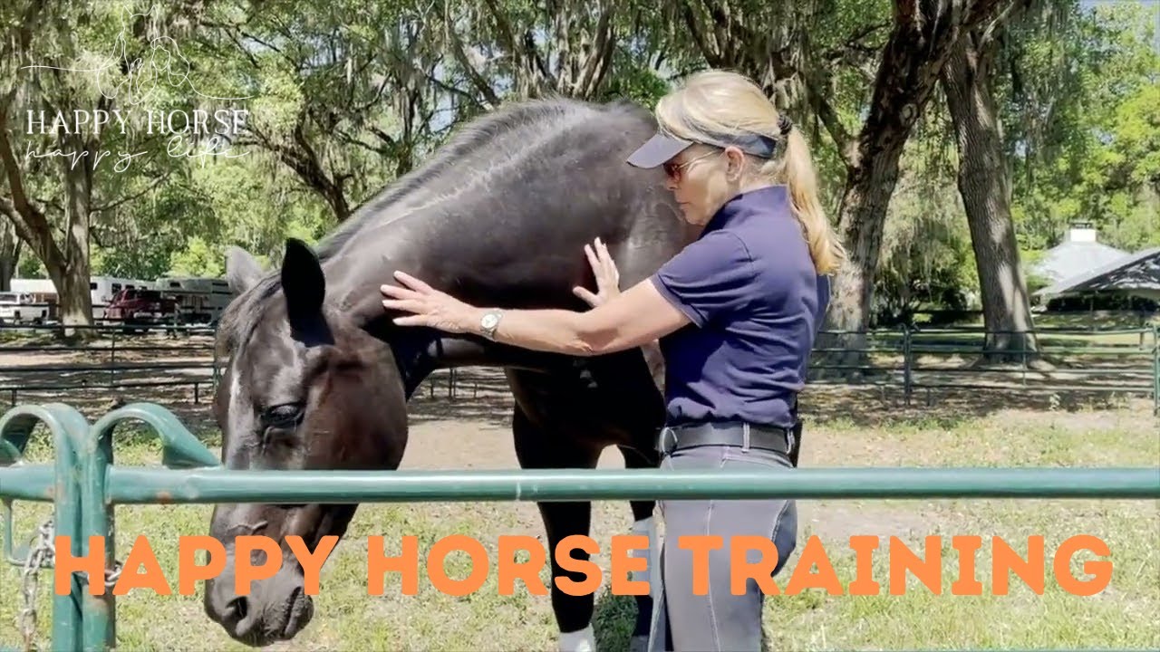 Happy Horse Training - What Do Horses Need? (Explained)