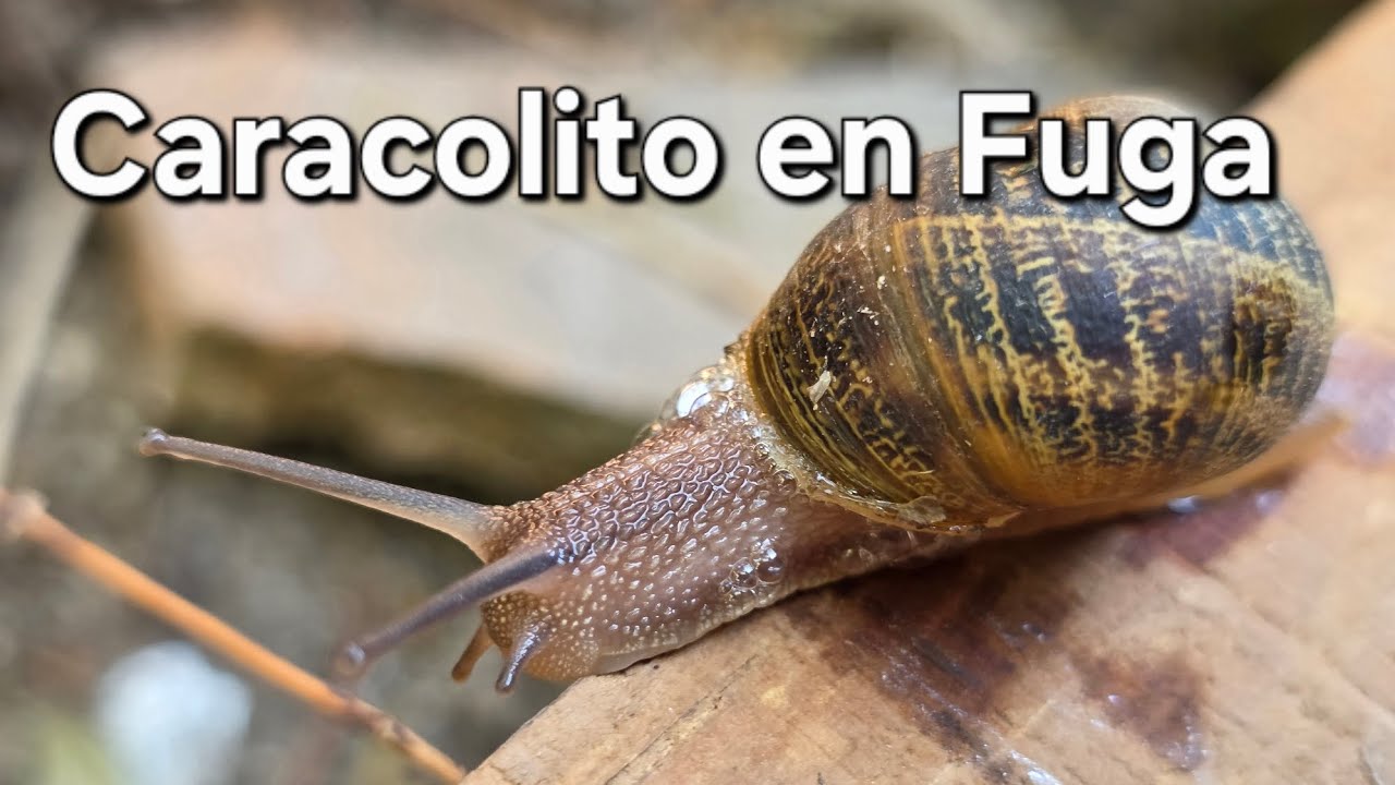 Caracol queriendo darse a la fuga. Después de sacarlos de la Maceta donde se comen las flores.