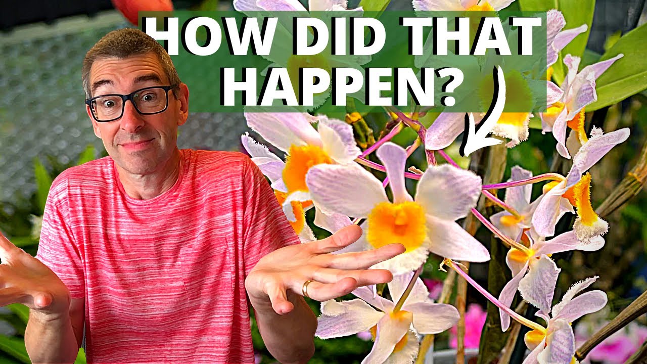 Уход за Dendrobium Farmeri: случайный успех?