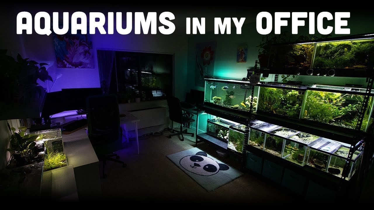 NANO Fish Tank Room Tour 🐟 Betta Fish and Cichlid Fish