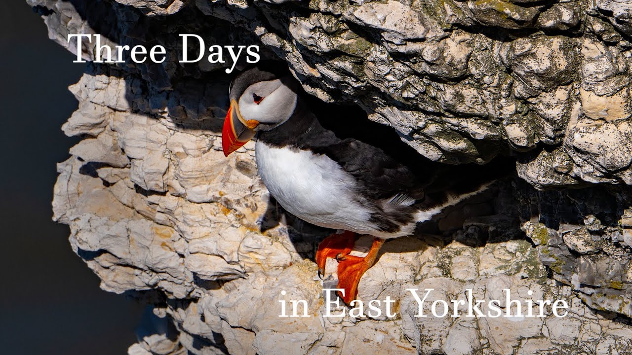 Three Days In East Yorkshire. Bempton Cliffs, Flamborough Head and Thornwick Bay.