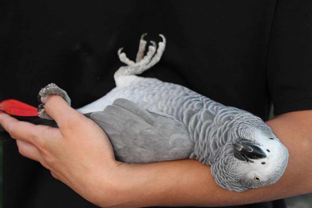 African Grey Acting Like a Baby