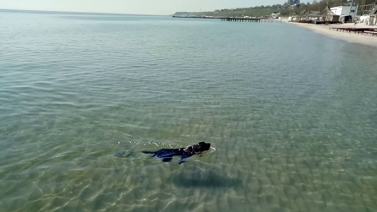 Labrador swimming in the sea with a ball/Лабрадор плавает в море с мячом