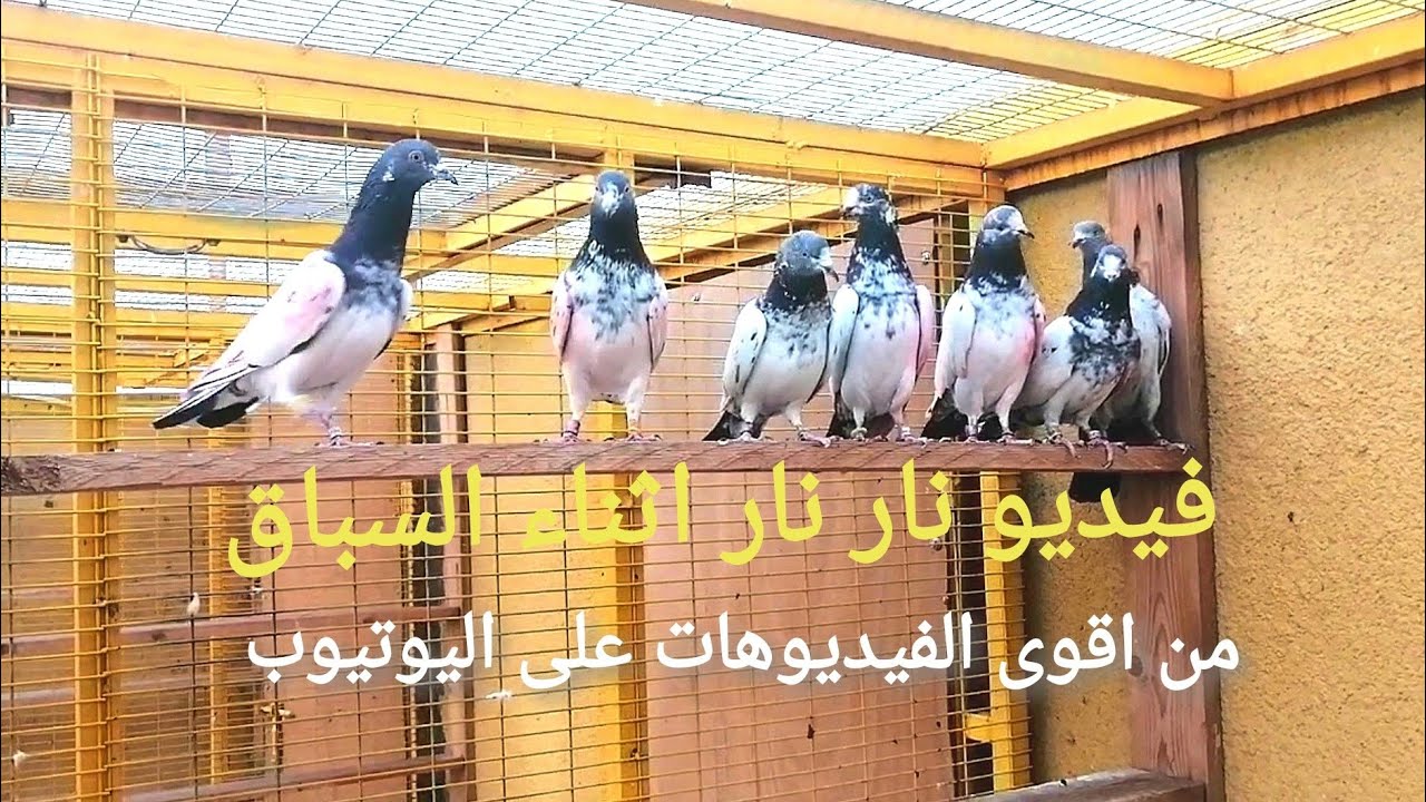 سطح الجناي.. مصطفى الحجي.. الكوت قضاء  الحي تصوير بيوم سباق كاس العراق الكبير المصادف 26/11/2021