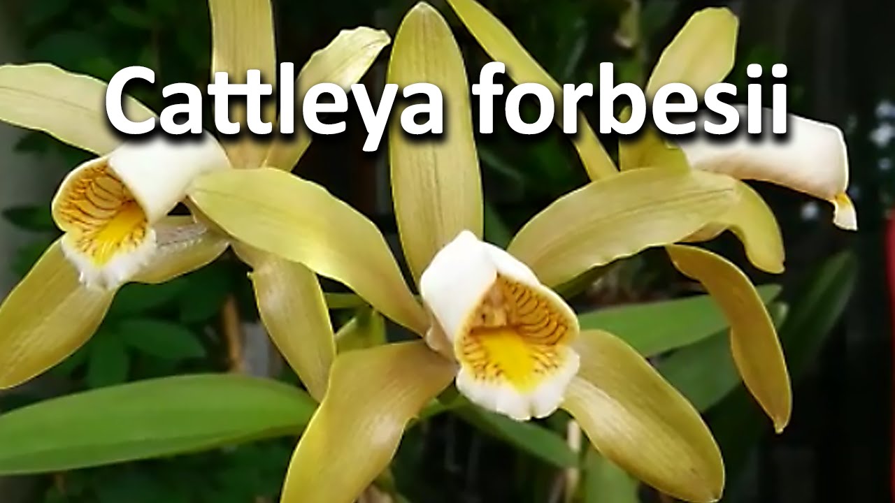 Cattleya forbesii