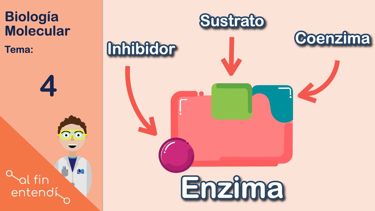 ¿Qué son y cómo funcionan las enzimas?