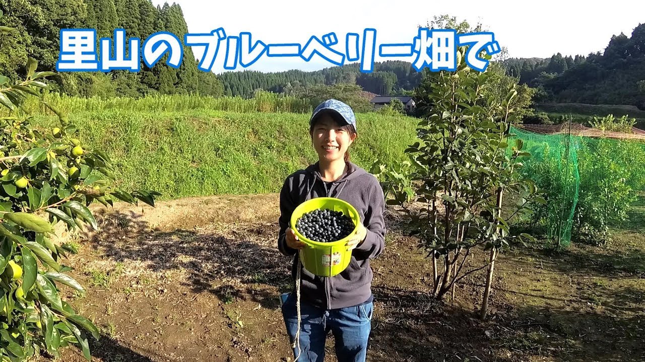 ブルーベリー大量収穫　自然にいこまいけ　blueberry