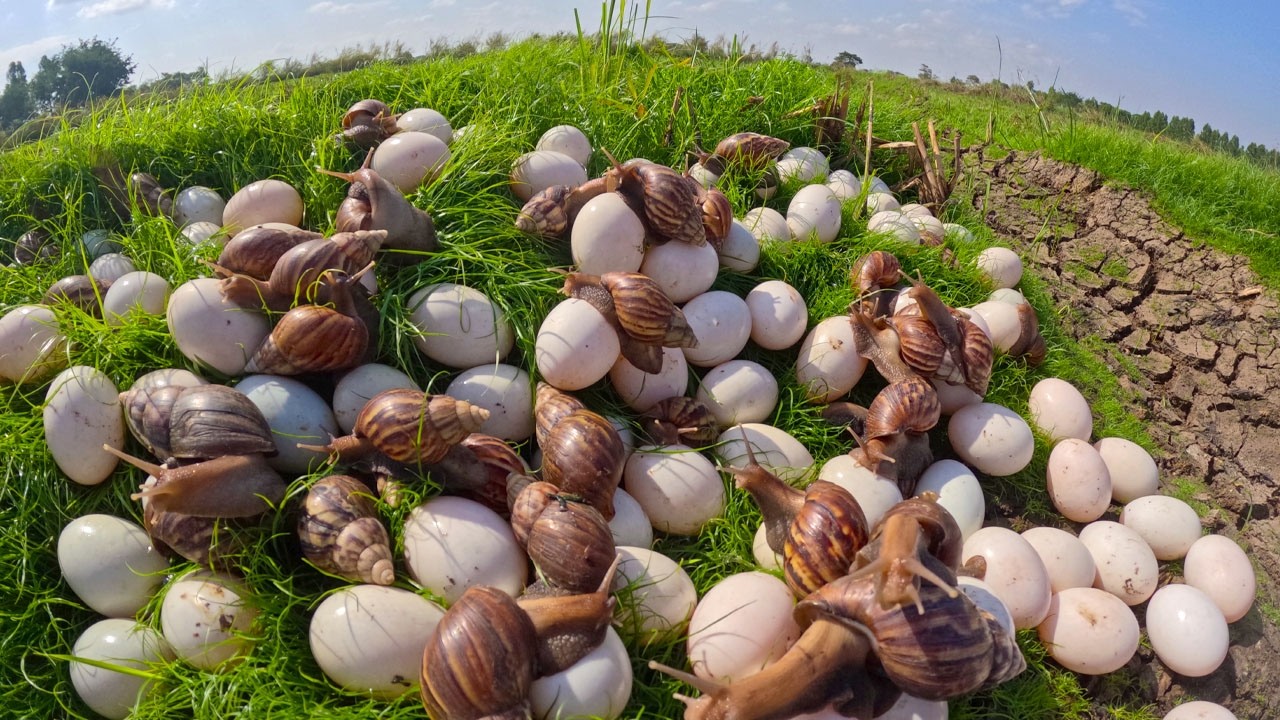 Massive Harvest: Collecting Giant African Land Snails