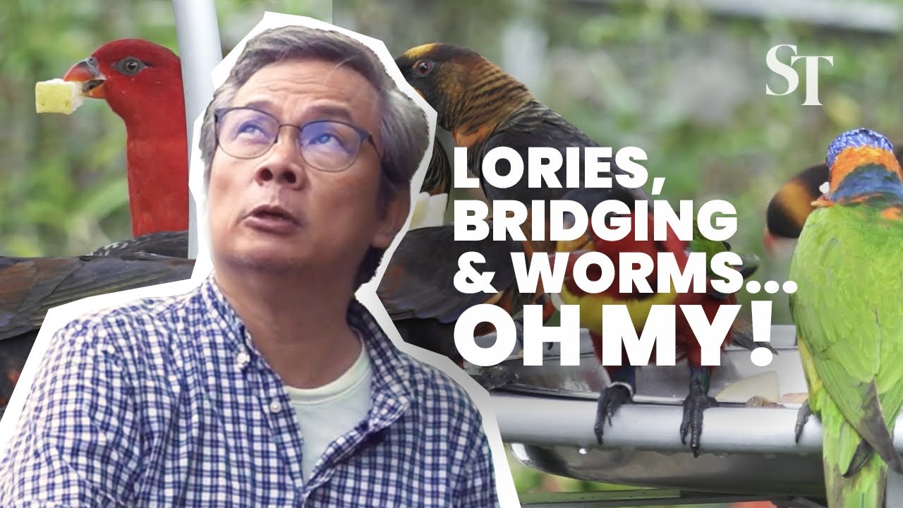 Lories, bridging, and worms... oh my! John Lui feeds the residents of Bird Paradise