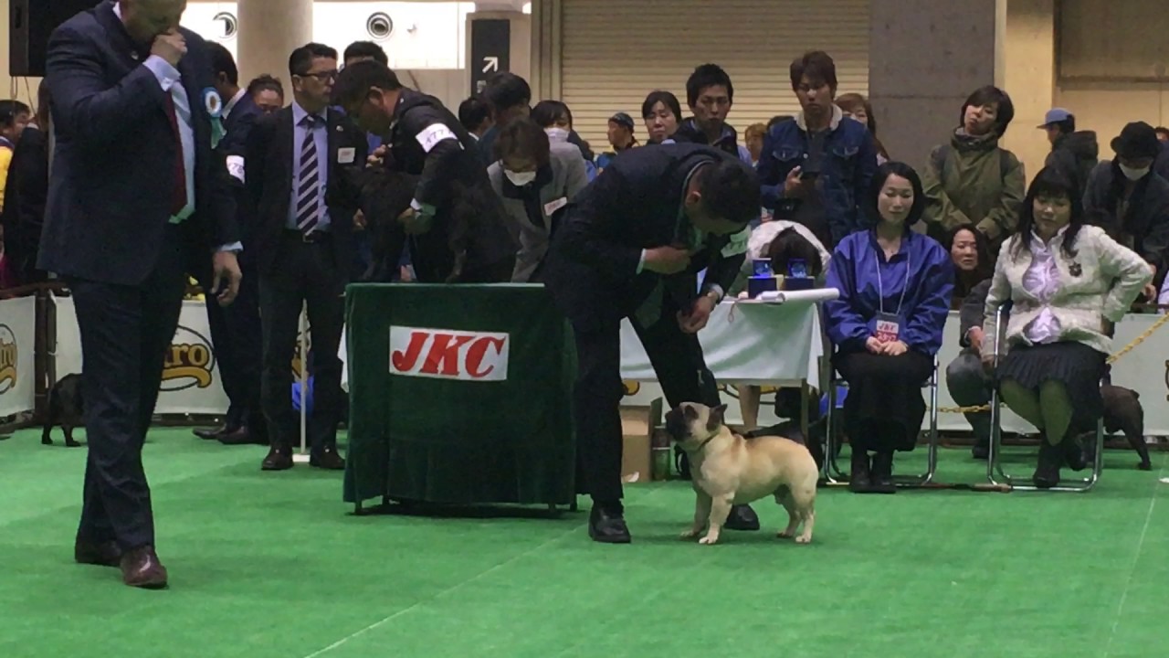 2017 Japan Int'l dog show / French bulldog champion class ♂