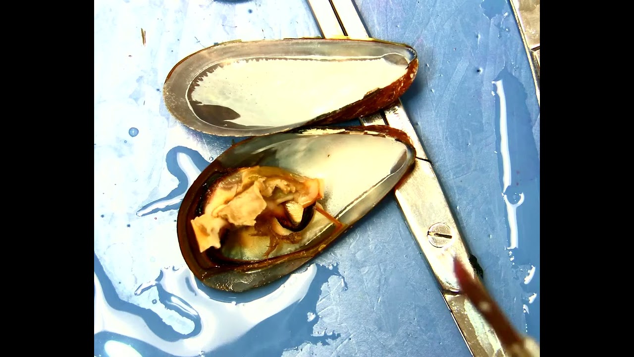 Bivalve Dissection
