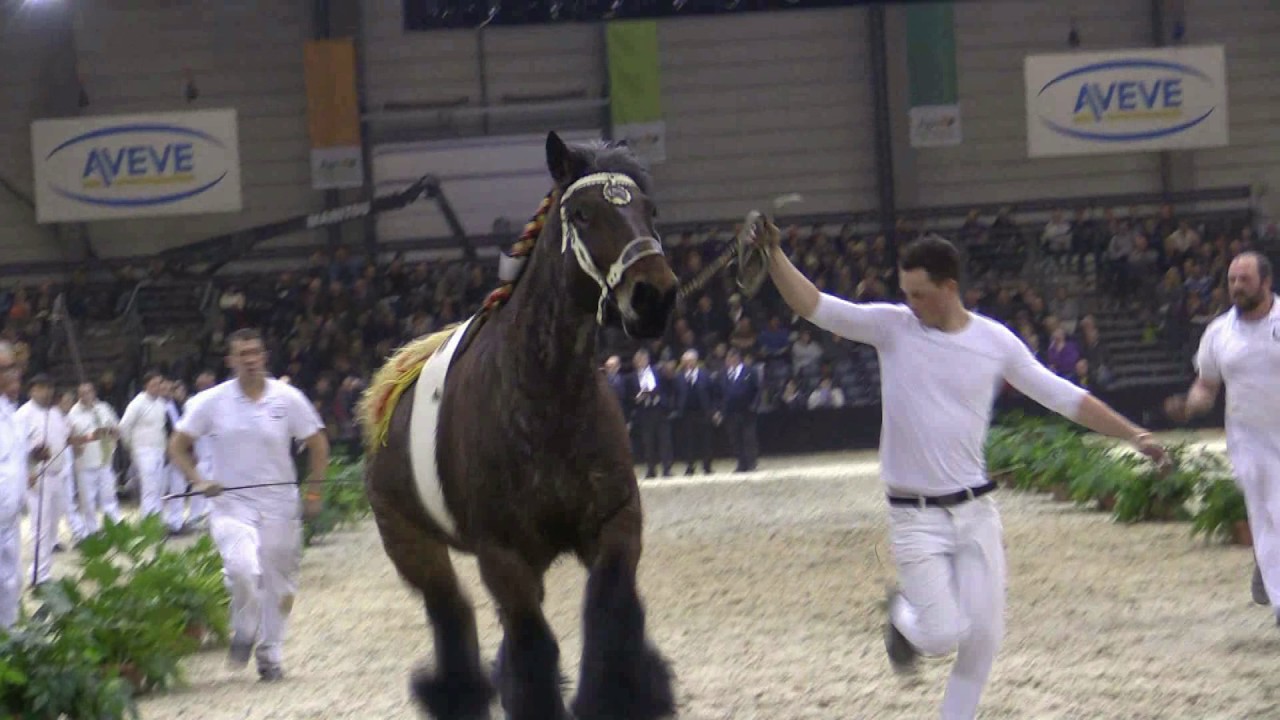 Belgian Draft Horses: national championship for mares 2017