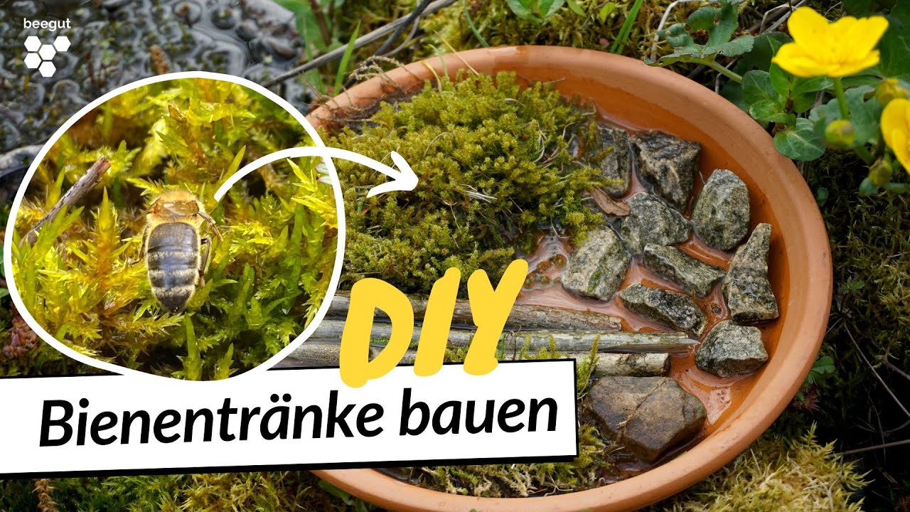 Bienentränke selber bauen DIY (für Garten & Balkon)