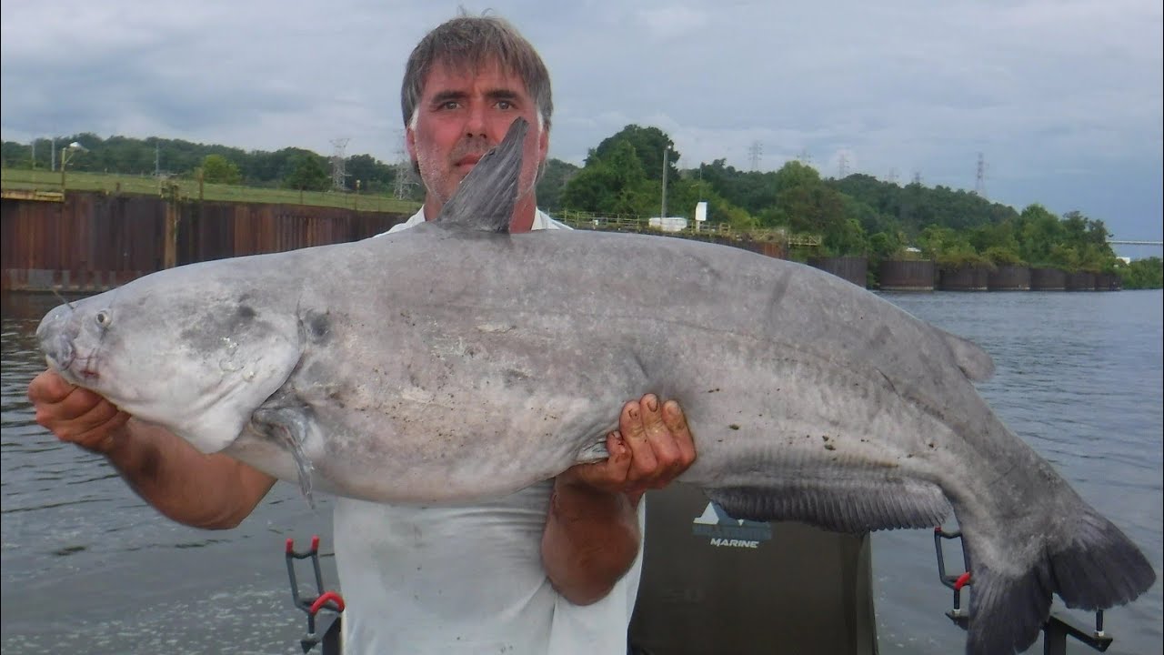 Bumping BIG Fish Watts Bar Dam