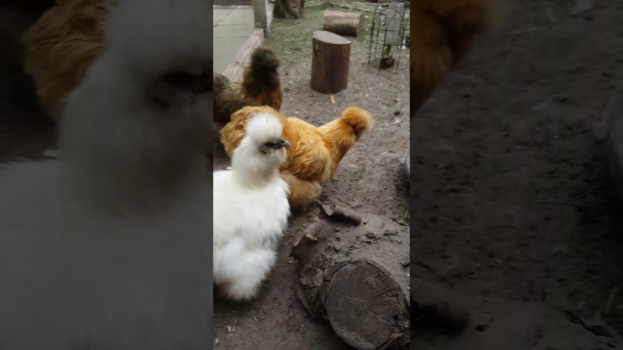 So ein schöner Tag. Seidenhühner raus lassen.