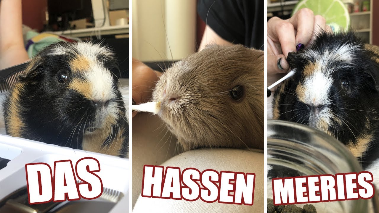 Das mögen Meerschweinchen überhaupt nicht | Die Meeries im TÜV