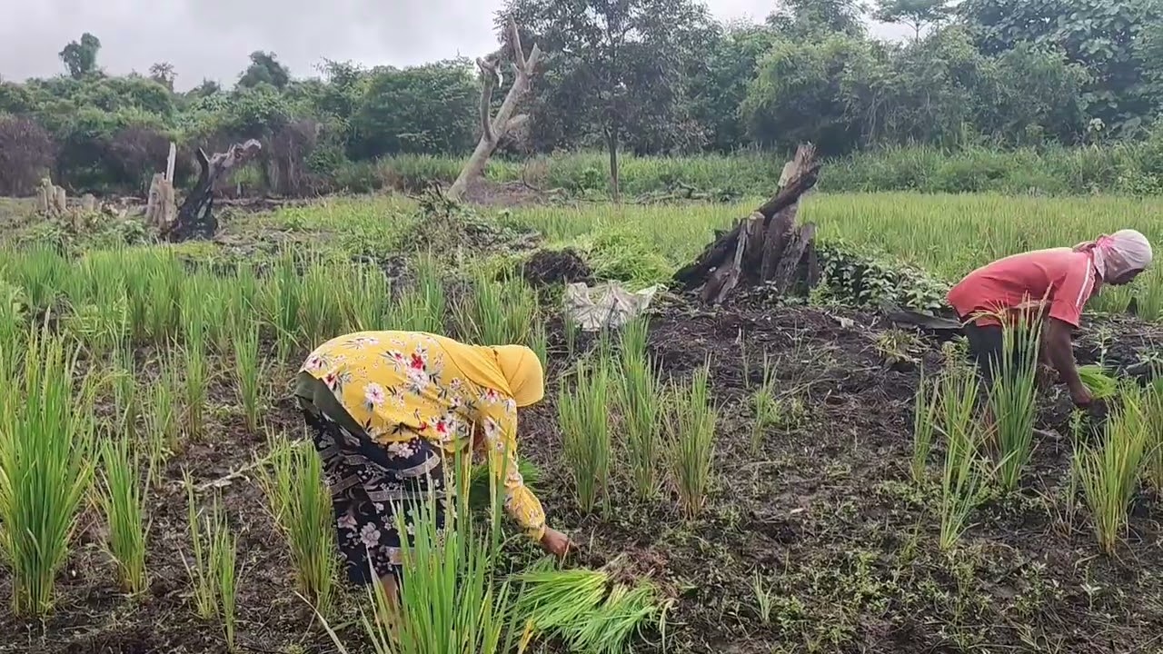 TAMBAL SULAM PENANAMAN PADI DI TANAH BELAKANG