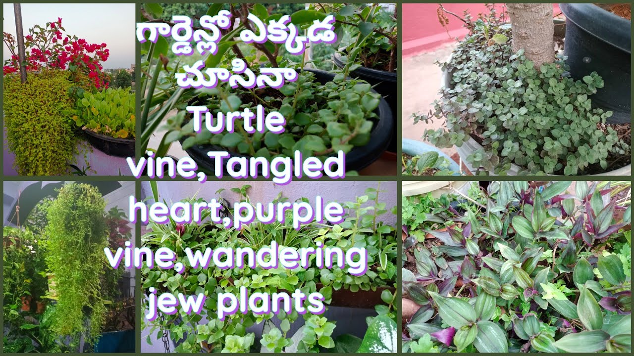 How to grow Turtle viene,Tangled heart,wandering jew,purple vine plants