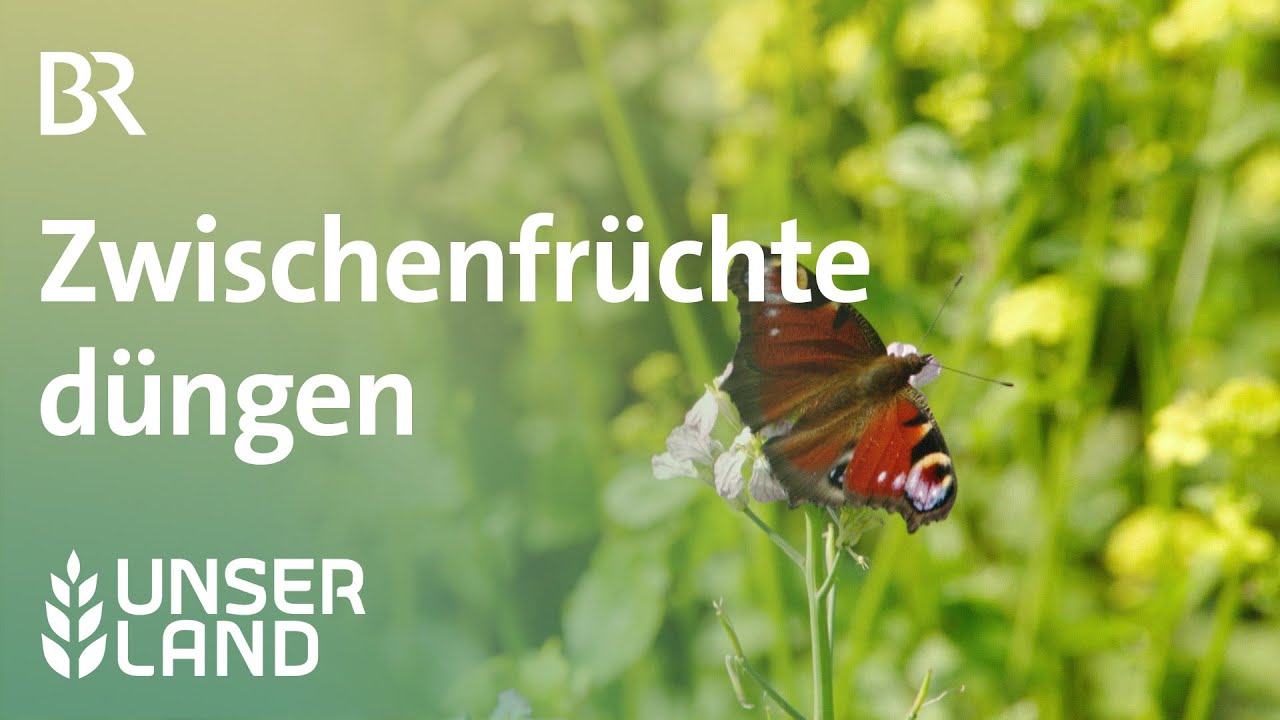Zwischenfrüchte düngen | Unser Land | BR Fernsehen