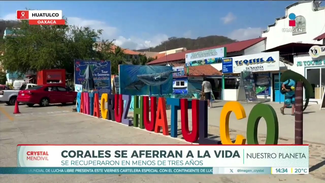 Corales de Huatulco se aferran a la vida tras desastres naturales | Noticias con Crystal Mendivil