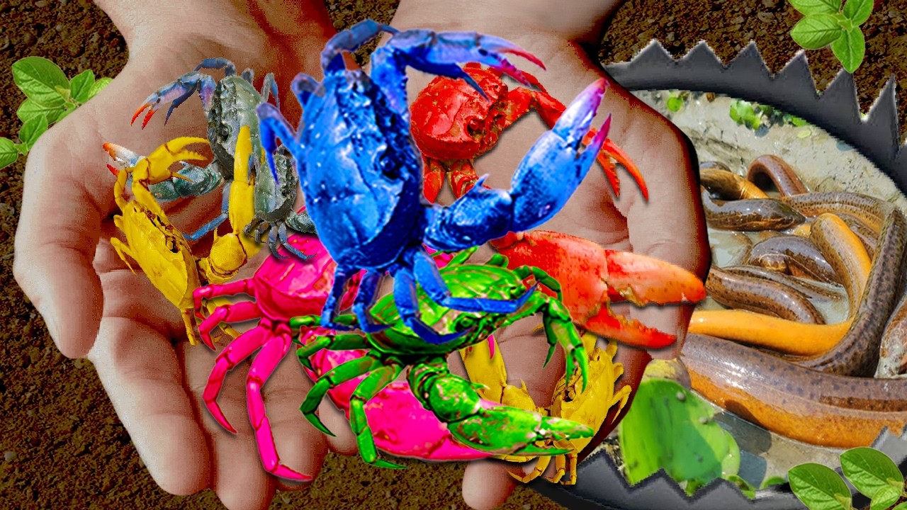 Catching MONSTER CRABS by Hand | Too Many to Hold 🦀🌊